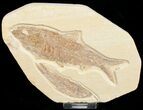 Knightia Fossil Fish Plate From Wyoming #10887-3
